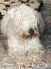 Irischer Soft Coated Wheaten Terrier Hund