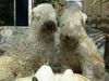 Irischer Soft Coated Wheaten Terrier Foto: Easy & Emma of the Red Meadows (ID 15245) Irischer Soft Coated Wheaten Terrier Hund