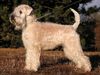 Irischer Soft Coated Wheaten Terrier Foto: Champion Eiminka KNÍ-YORK, CZ (ID 17395) Irischer Soft Coated Wheaten Terrier Hund