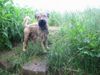 Irischer Soft Coated Wheaten Terrier Foto: Heißer Sommer 2003 (ID 4895) Irischer Soft Coated Wheaten Terrier Hund