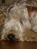 Irischer Soft Coated Wheaten Terrier Foto: Villa Rosas FARIDD (ID 9542) Irischer Soft Coated Wheaten Terrier Hund