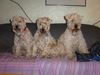 Irischer Soft Coated Wheaten Terrier Foto: Die Mädel's vom Strongbow's Clan (ID 8264) Irischer Soft Coated Wheaten Terrier Hund