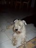 Irischer Soft Coated Wheaten Terrier Hund