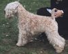 Irischer Soft Coated Wheaten Terrier Foto: Multichampion Barbara Bush KNÍ-YORK, CZ (ID 17396) Irischer Soft Coated Wheaten Terrier Hund