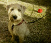 Irischer Soft Coated Wheaten Terrier Hund