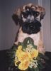 Irischer Soft Coated Wheaten Terrier Foto: Puppies Issa Sámer KNÍ-YORK, CZ (ID 17397) Irischer Soft Coated Wheaten Terrier Hund