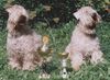 Irischer Soft Coated Wheaten Terrier Foto: European winners KNÍ-YORK, CZ (ID 17393) Irischer Soft Coated Wheaten Terrier Hund