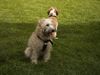 Irischer Soft Coated Wheaten Terrier Foto: Chrissie, 7 Mon. im Pausenspiel (ID 22292) Irischer Soft Coated Wheaten Terrier Hund