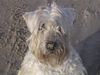 Irischer Soft Coated Wheaten Terrier Foto: Die Sandnase (ID 10405) Irischer Soft Coated Wheaten Terrier Hund