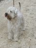 Irischer Soft Coated Wheaten Terrier Foto: Linus van Pelt of the Red Meadows (ID 10663) Irischer Soft Coated Wheaten Terrier Hund