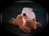 Irischer Soft Coated Wheaten Terrier Foto: Mein Hund Rocky, leider im Sommer 2003 mit 7,5 Jahren von uns gegangen. (ID 35157) Irischer Soft Coated Wheaten Terrier Hund
