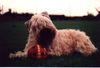 Irischer Soft Coated Wheaten Terrier Foto: Jgd. Ch. Fantastic Tascho (vorher. Bild falsch) (ID 1164) Irischer Soft Coated Wheaten Terrier Hund