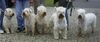 Irischer Soft Coated Wheaten Terrier Foto: Der Strongbow's Clan (ID 10404) Irischer Soft Coated Wheaten Terrier Hund