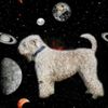 Irischer Soft Coated Wheaten Terrier Foto: Easy erobert das Weltall (ID 10695) Irischer Soft Coated Wheaten Terrier Hund