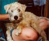 Irischer Soft Coated Wheaten Terrier Foto: Strongbow's Bright Blizzard als Welpe (ID 8231) Irischer Soft Coated Wheaten Terrier Hund