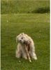 Irischer Soft Coated Wheaten Terrier Foto: Chrissie, 7 Mon bei e.ihrer Lieblingsbeschäftigungen (ID 22291) Irischer Soft Coated Wheaten Terrier Hund