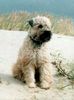 Irischer Soft Coated Wheaten Terrier Foto: Wheaten`s Oona of Red Star`s Home (ID 1812) Irischer Soft Coated Wheaten Terrier Hund