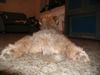 Irischer Soft Coated Wheaten Terrier Foto: 8 weeks wheaten puppy (ID 9504) Irischer Soft Coated Wheaten Terrier Hund