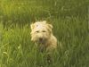 Irischer Soft Coated Wheaten Terrier Foto: Chrissie im Gras (ID 22982) Irischer Soft Coated Wheaten Terrier Hund