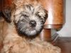 Irischer Soft Coated Wheaten Terrier Foto: JOANNA (ID 9505) Irischer Soft Coated Wheaten Terrier Hund