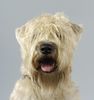 Irischer Soft Coated Wheaten Terrier Foto: Head Hunter Dear Crazy Tomboy (ID 5743) Irischer Soft Coated Wheaten Terrier Hund