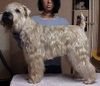 Irischer Soft Coated Wheaten Terrier Hund