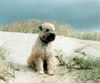 Irischer Soft Coated Wheaten Terrier Foto: nicht Oona sondern Sundance Melba in DK 2001 (ID 8661) Irischer Soft Coated Wheaten Terrier Hund