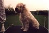 Irischer Soft Coated Wheaten Terrier Foto: Jgd. Ch. Fantastic Tascho (ID 1056) Irischer Soft Coated Wheaten Terrier Hund