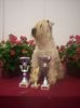 Irischer Soft Coated Wheaten Terrier Hund