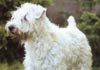 Irischer Soft Coated Wheaten Terrier Foto (ID 123) Irischer Soft Coated Wheaten Terrier Hund