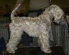 Irischer Soft Coated Wheaten Terrier Foto: Strongbows Finola Keeva (ID 8230) Irischer Soft Coated Wheaten Terrier Hund