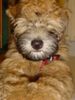 Irischer Soft Coated Wheaten Terrier Foto: close up wheaten (ID 9510) Irischer Soft Coated Wheaten Terrier Hund