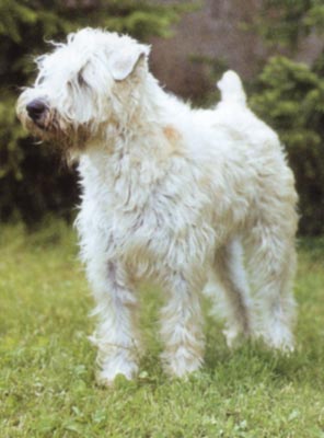 Irischer Soft Coated Wheaten Terrier Hunde Foto 123 Irischer Soft Coated Wheaten Terrier