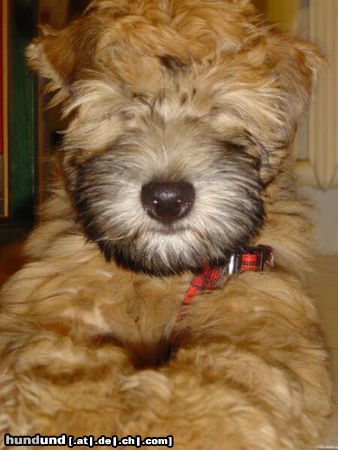 Irischer Soft Coated Wheaten Terrier Hunde Foto 9510 Irischer Soft Coated Wheaten Terrier close up wheaten