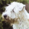 Irischer Soft Coated Wheaten Terrier, Irish Soft Coated Wheaten Terrier
