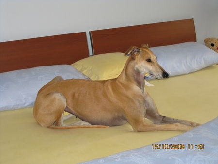 Galgo Espanol Hunde Foto 43528 in höherer Auflösung ansehen Galgo Espanol Jimena, ca. 4 Jahre alt