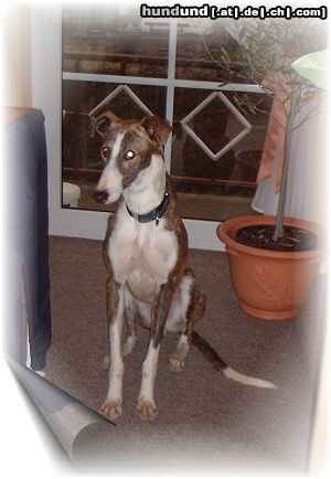 Galgo Espanol Hunde Foto 8941 Galgo Espanol Dante