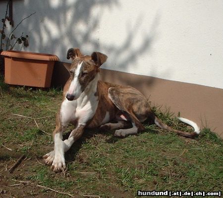 Galgo Espanol dante