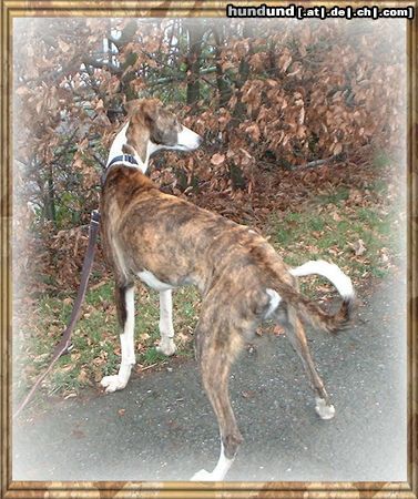 Galgo Espanol Hunde Foto 8942 Galgo Espanol Dante