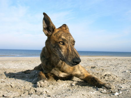 Galgo Espanol