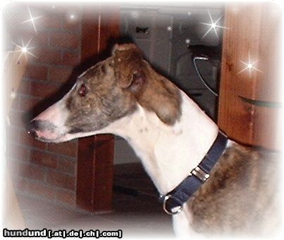 Galgo Espanol Dante