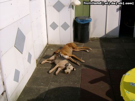 Galgo Espanol Nordseestrand 2005 CHICA + CARUSO Siesta