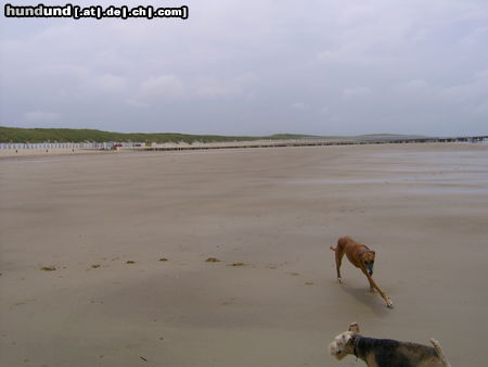 Galgo Espanol Hunde Foto 25637 Galgo Espanol Nordseestrand 2005 CHICA+CARUSO Viel Platz zum Spielen