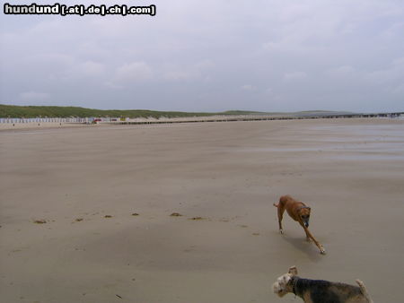 Galgo Espanol Nordseestrand 2005 CHICA+CARUSO Viel Platz zum Spielen