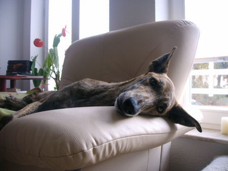 Galgo Espanol Hunde Foto 38203 Galgo Espanol