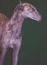 Galgo Espanol Hunde Foto 2215 Galgo Espanol Contact: Gran Via, 10 Bilbao, Bizkaia, España