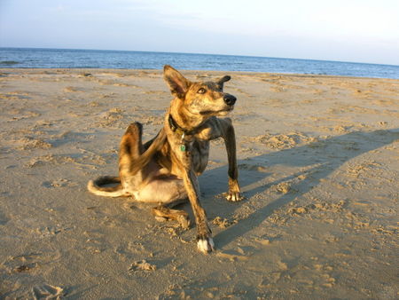 Galgo Espanol