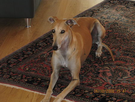 Galgo Espanol Hunde Foto 43529 in höherer Auflösung ansehen Galgo Espanol Jimena, ca. 4 Jahre alt