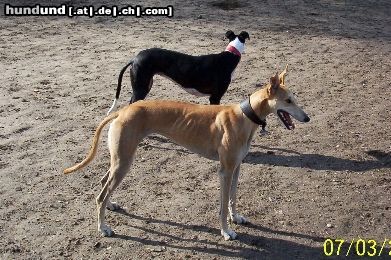 Galgo Espanol Hunde Foto 3626 Galgo Espanol Leyla