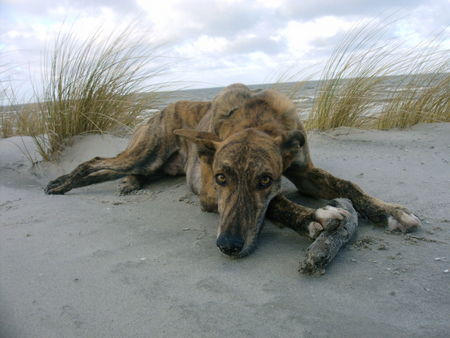 Galgo Espanol